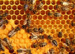 Tips for wellness with propolis a natural antibiotic bees picture 2