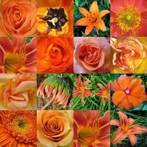 Bach flowers remedies wellness for anxiety stress insomnia recipe 1
