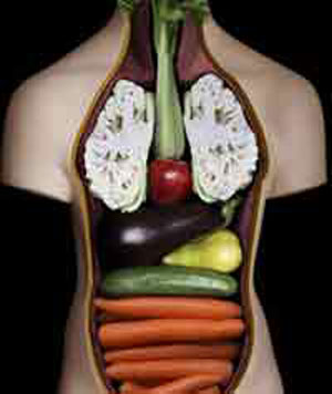 Wellness-and-health-by-avoiding-diseases-with-food-proper-help Wellness-and-health-by-avoiding-diseases-with-food-proper-help