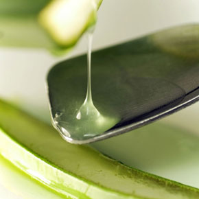Wellness-treatment-care-remedies-with-the-miracle-plant-Aloe-Vera Wellness-treatment-care-remedies-with-the-miracle-plant-Aloe-Vera
