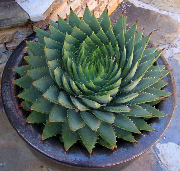 Wellness treatment care with the miracle plant Aloe Vera houseplant