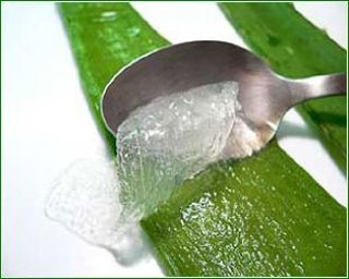 Wellness-treatment-care-with-the-miracle-plant-Aloe-Vera-juice Wellness-treatment-care-with-the-miracle-plant-Aloe-Vera-juice
