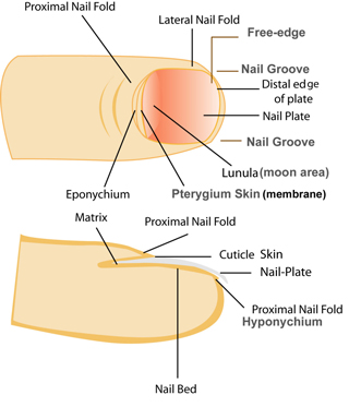 Cure toenails mycosis remedies treatments beauty wellness structure