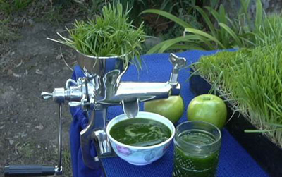 Purify itself in a natural way with juice of wheat grass production