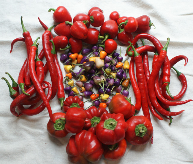 Cancer nutrition tips and diet Cancer nutrition tips and diet